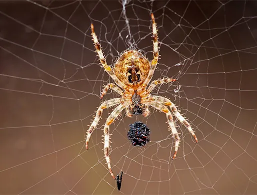 Dedetização de Aranhas em Santo André