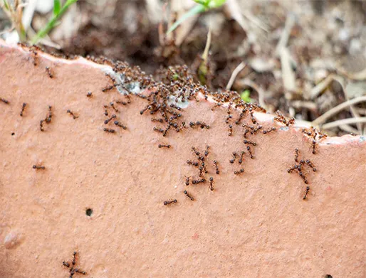 Dedetização de Formigas em Praia Grande