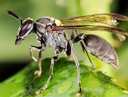 Dedetização de Marimbondos em Itaquaquecetuba