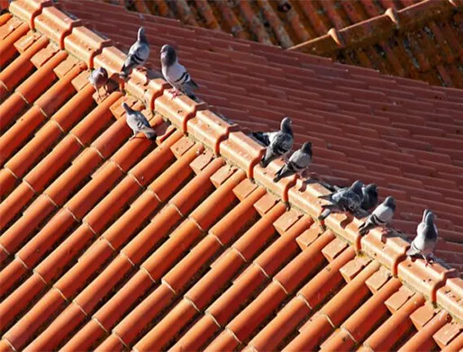 Dedetização de Pombos em Pindamonhangaba